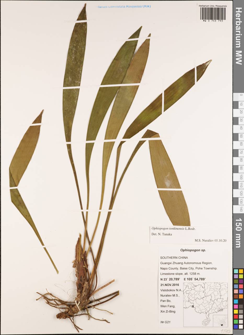 Ophiopogon tonkinensis L.Rodr., South Asia, South Asia (Asia outside ex-Soviet states and Mongolia) (ASIA) (China)
