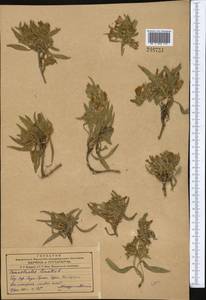 Вьюнок узколистный L., Средняя Азия и Казахстан, Западный Тянь-Шань и Каратау (M3) (Узбекистан)