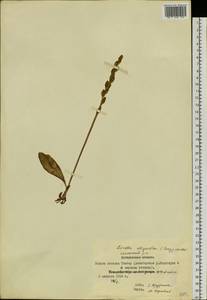 Platanthera oligantha Turcz., Сибирь, Якутия (S5) (Россия)
