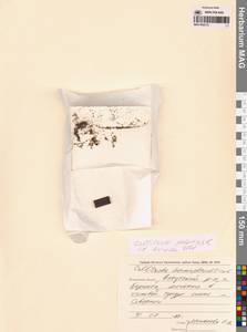 Болотник обыкновенный L., Сибирь, Чукотка и Камчатка (S7) (Россия)