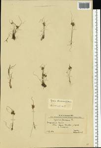 Cyperus flavescens L., Восточная Европа, Западно-Украинский район (E13) (Украина)