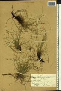 Carex callitrichos var. nana (H.Lév. & Vaniot) S.Yun Liang, L.K.Dai & Y.C.Tang, Сибирь, Дальний Восток (S6) (Россия)