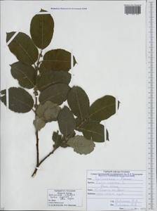 Ива козья L., Кавказ, Южная Осетия (K4b) (Южная Осетия)