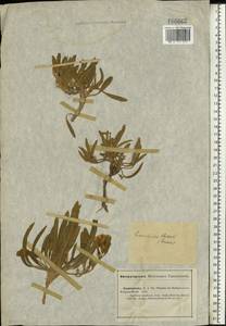 Вьюнок узколистный L., Восточная Европа, Нижневолжский район (E9) (Россия)