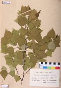 Betula pendula subsp. mandshurica (Regel) Ashburner & McAll., Сибирь, Прибайкалье и Забайкалье (S4) (Россия)