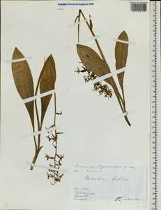 Любка двулистная, Ночная фиалка (L.) Rich., Сибирь, Западная Сибирь (S1) (Россия)