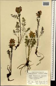 Мытник краснеющий Stephan ex Willd., Монголия (MONG) (Монголия)