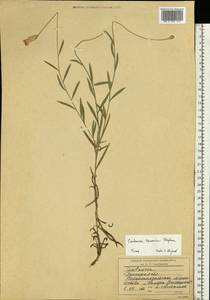 Psephellus trinervius (Willd.) Wagenitz, Восточная Европа, Южно-Украинский район (E12) (Украина)
