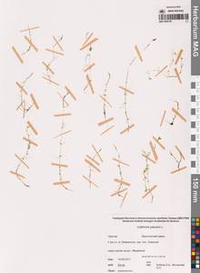 Болотник обыкновенный L., Сибирь, Чукотка и Камчатка (S7) (Россия)
