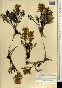 Мытник краснеющий Stephan ex Willd., Монголия (MONG) (Монголия)