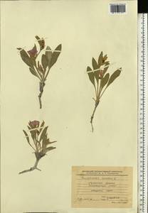 Вьюнок узколистный L., Восточная Европа, Северо-Украинский район (E11) (Украина)