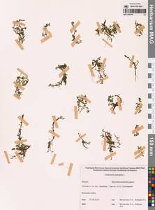 Болотник обыкновенный L., Сибирь, Якутия (S5) (Россия)