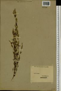 Горечавочка язычковая (C. Agardh) T. Karlsson, Сибирь, Западный (Казахстанский) Алтай (S2a) (Казахстан)