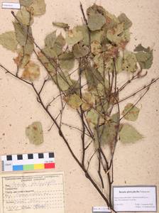 Betula pendula subsp. mandshurica (Regel) Ashburner & McAll., Сибирь, Алтай и Саяны (S2) (Россия)