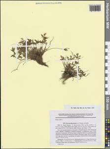 Cyperus flavescens L., Кавказ, Азербайджан (K6) (Азербайджан)