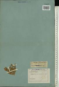 Вьюнок узколистный L., Восточная Европа, Южно-Украинский район (E12) (Украина)