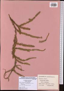 Spinulum annotinum subsp. annotinum, Восточная Европа, Центральный район (E4) (Россия)