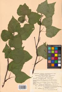 Betula pendula subsp. mandshurica (Regel) Ashburner & McAll., Сибирь, Чукотка и Камчатка (S7) (Россия)