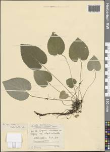 Фиалка коротковолосистая, Фиалка опушенная L., Восточная Европа, Северный район (E1) (Россия)
