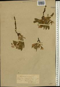 Вьюнок узколистный L., Восточная Европа, Южно-Украинский район (E12) (Украина)