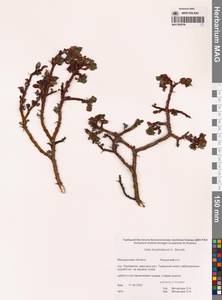 Ива Хохрякова A.K.Skvortsov, Сибирь, Чукотка и Камчатка (S7) (Россия)