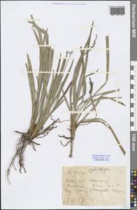 Ophiopogon, Зарубежная Азия (ASIA) (КНР)