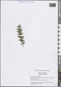 Иглица колючая L., Кавказ, Черноморское побережье (от Новороссийска до Адлера) (K3) (Россия)