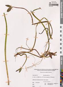 Арктолютик Палласа (Schltdl.) Á.Löve & D.Löve, Сибирь, Чукотка и Камчатка (S7) (Россия)