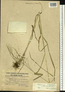 Манник литовский (Gorski) Gorski, Сибирь, Дальний Восток (S6) (Россия)