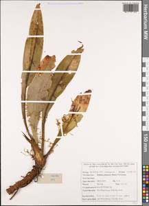 Rohdea fargesii var. fargesii, Зарубежная Азия (ASIA) (Вьетнам)