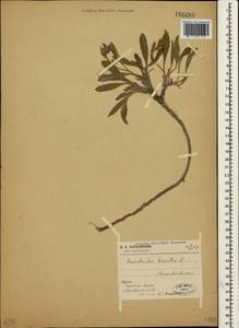 Вьюнок узколистный L., Крым (KRYM) (Россия)