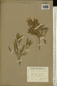 Вьюнок узколистный L., Восточная Европа, Северо-Украинский район (E11) (Украина)