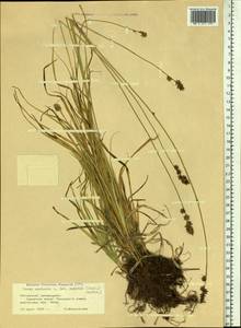 Осока колючковатая L., Сибирь, Алтай и Саяны (S2) (Россия)