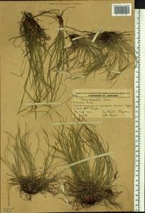 Carex callitrichos var. nana (H.Lév. & Vaniot) S.Yun Liang, L.K.Dai & Y.C.Tang, Сибирь, Дальний Восток (S6) (Россия)