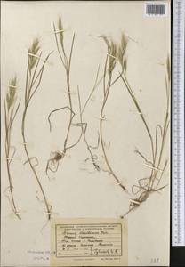 Костер Дантонии Trin., Средняя Азия и Казахстан, Сырдарьинские пустыни и Кызылкумы (M7) (Казахстан)