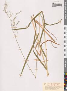 Манник литовский (Gorski) Gorski, Сибирь, Чукотка и Камчатка (S7) (Россия)