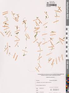 Болотник обыкновенный L., Сибирь, Чукотка и Камчатка (S7) (Россия)