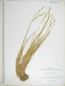 KHA1574, Манник тонкочешуйный Ohwi, Сибирь, Дальний Восток (S6) (Россия)