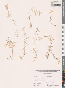 Болотник обыкновенный L., Сибирь, Чукотка и Камчатка (S7) (Россия)