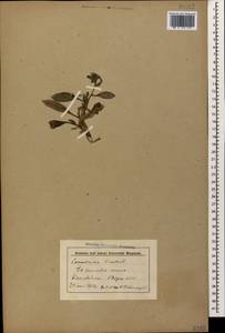 Вьюнок узколистный L., Кавказ, Ставропольский край, Карачаево-Черкесия, Кабардино-Балкария (K1b) (Россия)