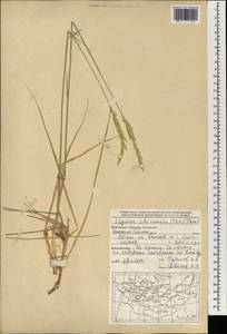 Волоснец китайская (Trin.) Tzvelev, Монголия (MONG) (Монголия)