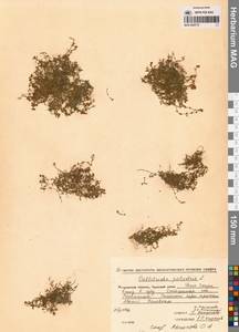 Болотник обыкновенный L., Сибирь, Чукотка и Камчатка (S7) (Россия)