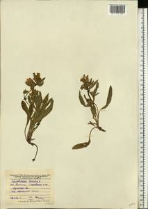 Вьюнок узколистный L., Восточная Европа, Северо-Украинский район (E11) (Украина)