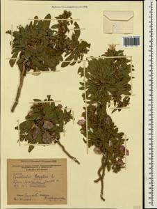 Вьюнок узколистный L., Крым (KRYM) (Россия)