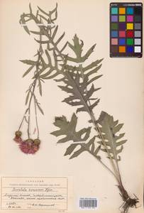 Klasea centauroides subsp. komarovii (Iljin) L.Martins, Сибирь, Дальний Восток (S6) (Россия)