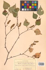 Betula pendula subsp. mandshurica (Regel) Ashburner & McAll., Сибирь, Дальний Восток (S6) (Россия)
