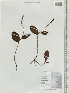 Любка Хориса (Cham.) Rchb.f., Сибирь, Чукотка и Камчатка (S7) (Россия)