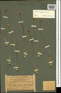 Allium talyschense Miscz. ex Grossh., Кавказ, Азербайджан (K6) (Азербайджан)