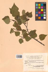 Betula pendula subsp. mandshurica (Regel) Ashburner & McAll., Сибирь, Чукотка и Камчатка (S7) (Россия)