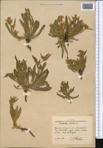 Вьюнок узколистный L., Средняя Азия и Казахстан, Западный Тянь-Шань и Каратау (M3) (Узбекистан)